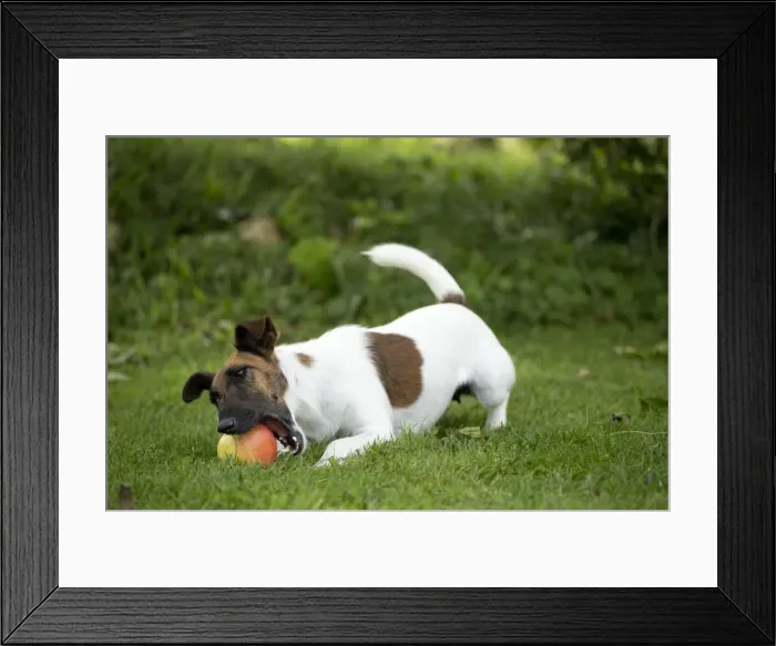 Framed Print : Picture No. 11013874 Framed Print : Picture No. 11013874