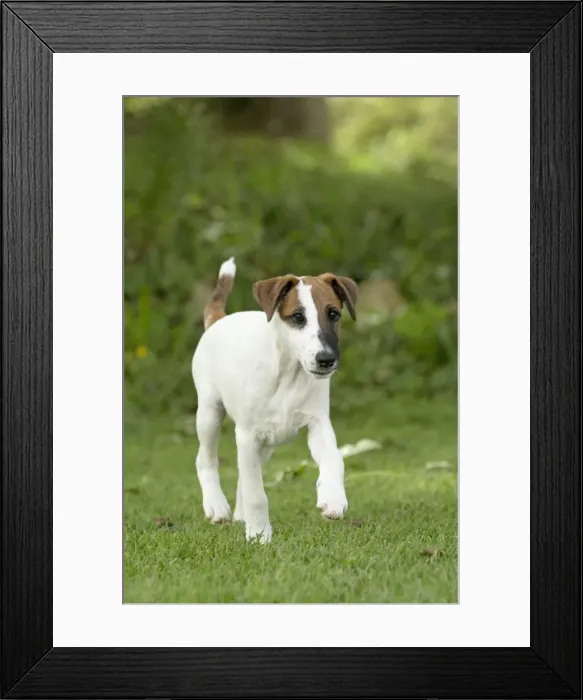 Framed Print : Picture No. 11013875 Framed Print : Picture No. 11013875