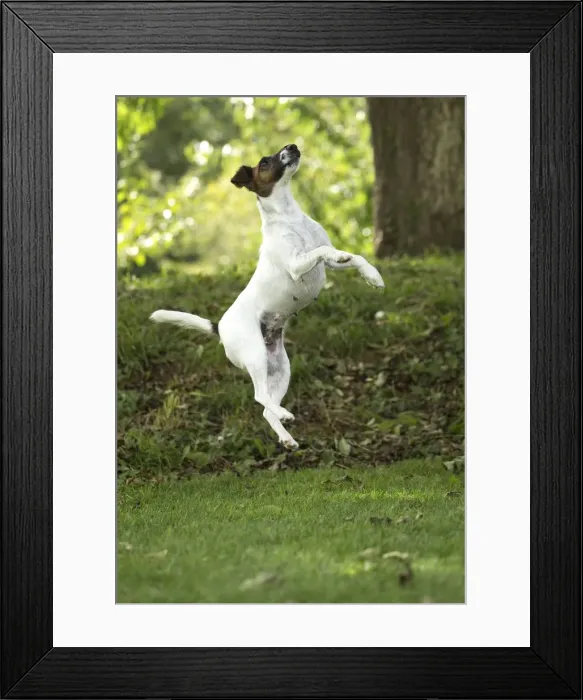 Framed Print : Picture No. 11013876 Framed Print : Picture No. 11013876