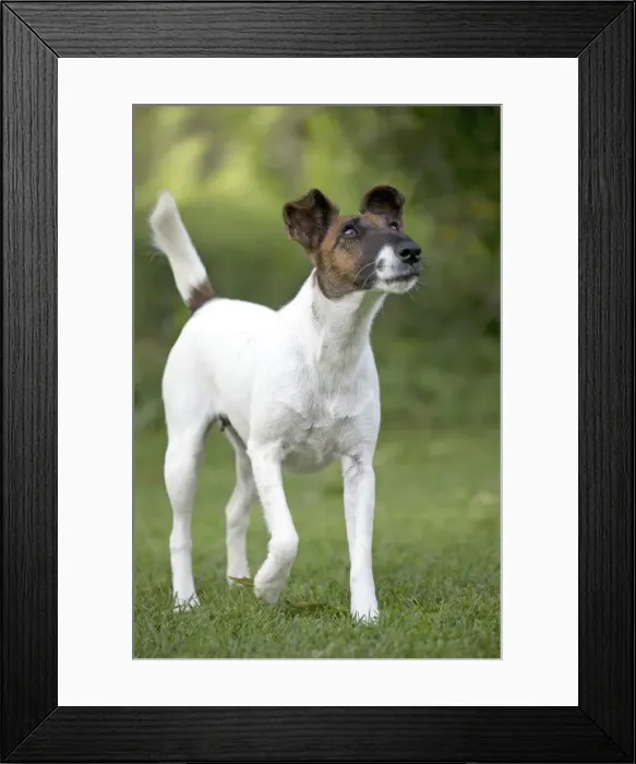 Framed Print : Picture No. 11013877 Framed Print : Picture No. 11013877