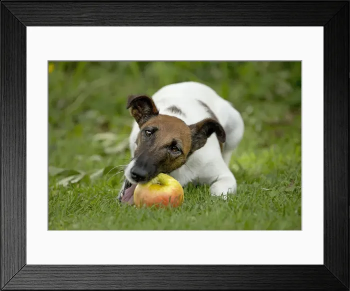 Framed Print : Picture No. 11013879 Framed Print : Picture No. 11013879