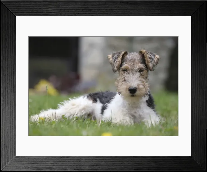 Framed Print : Picture No. 11013880 Framed Print : Picture No. 11013880