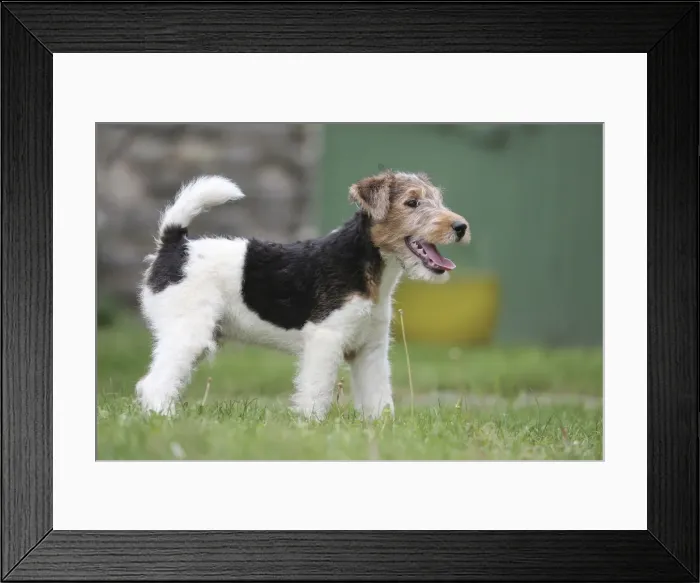 Framed Print : Picture No. 11013882 Framed Print : Picture No. 11013882