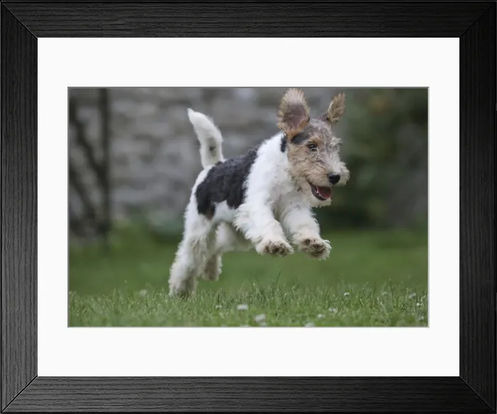 Framed Print : Picture No. 11013883 Framed Print : Picture No. 11013883