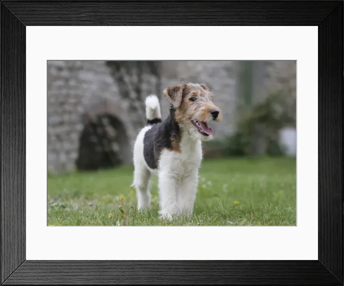 Framed Print : Picture No. 11013885