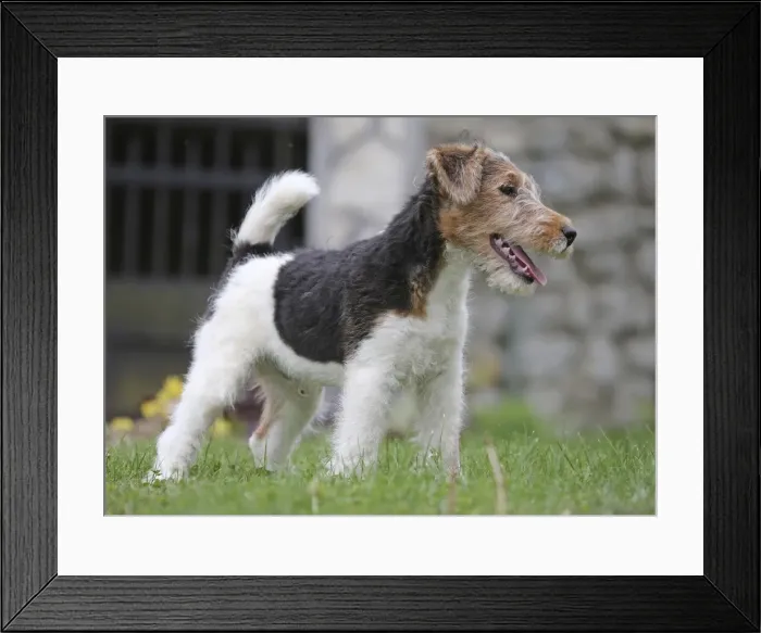 Framed Print : Picture No. 11013886