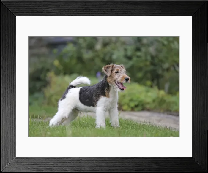 Framed Print : Picture No. 11013887 Framed Print : Picture No. 11013887