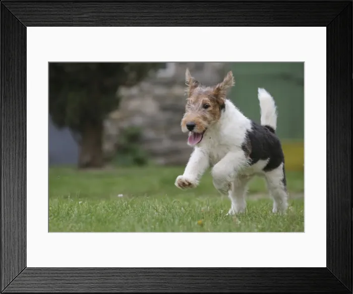 Framed Print : Picture No. 11013888 Framed Print : Picture No. 11013888