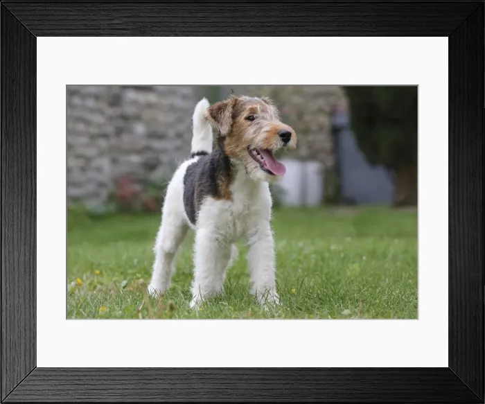 Framed Print : Picture No. 11013889 Framed Print : Picture No. 11013889