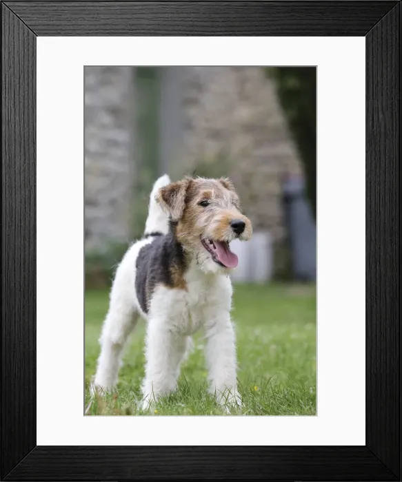Framed Print : Picture No. 11013890