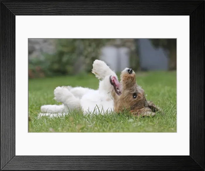 Framed Print : Picture No. 11013891