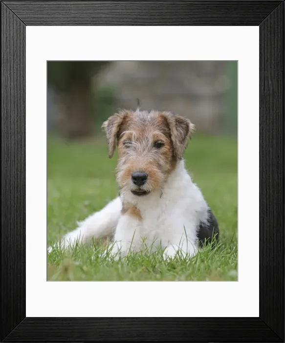 Framed Print : Picture No. 11013893 Framed Print : Picture No. 11013893