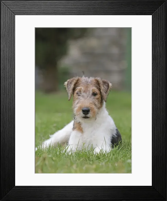 Framed Print : Picture No. 11013894 Framed Print : Picture No. 11013894