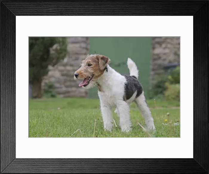 Framed Print : Picture No. 11013895 Framed Print : Picture No. 11013895