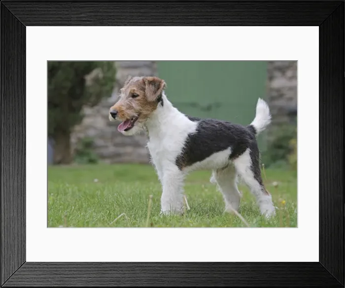 Framed Print : Picture No. 11013896
