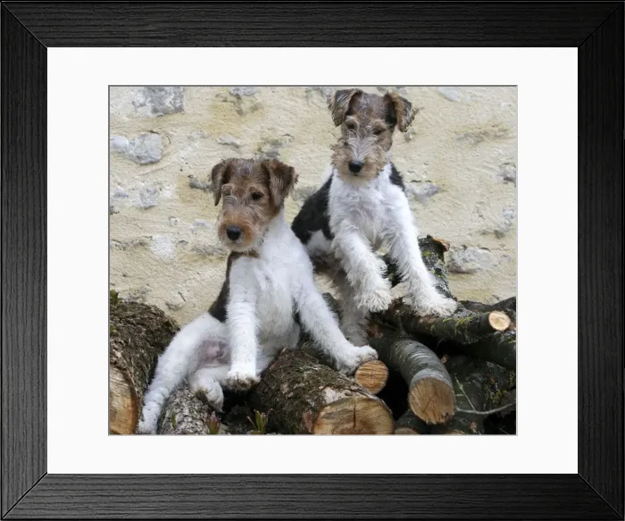 Framed Print : Picture No. 11013901 Framed Print : Picture No. 11013901