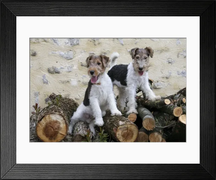 Framed Print : Picture No. 11013902
