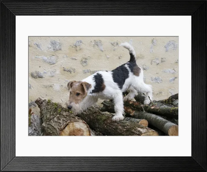 Framed Print : Picture No. 11013903 Framed Print : Picture No. 11013903