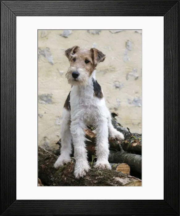 Framed Print : Picture No. 11013904 Framed Print : Picture No. 11013904