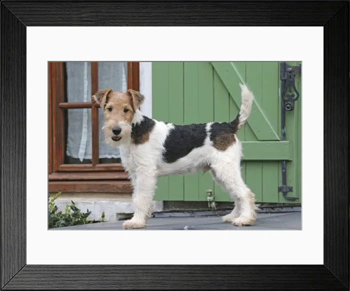 Framed Print : Picture No. 11013905 Framed Print : Picture No. 11013905