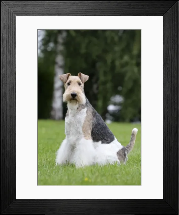Framed Print : Picture No. 11013908 Framed Print : Picture No. 11013908