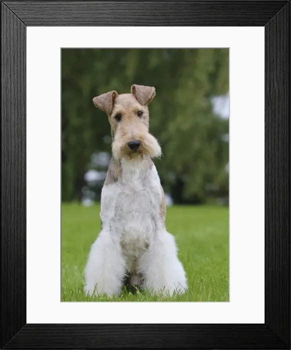 Framed Print : Picture No. 11013909 Framed Print : Picture No. 11013909