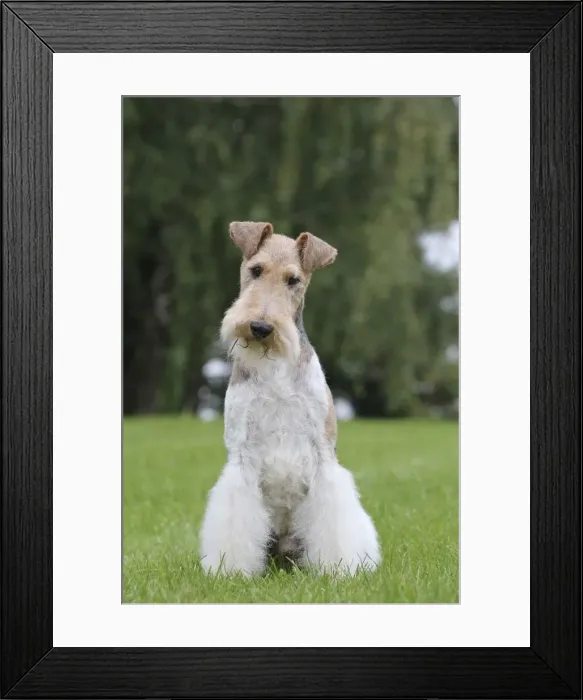 Framed Print : Picture No. 11013910
