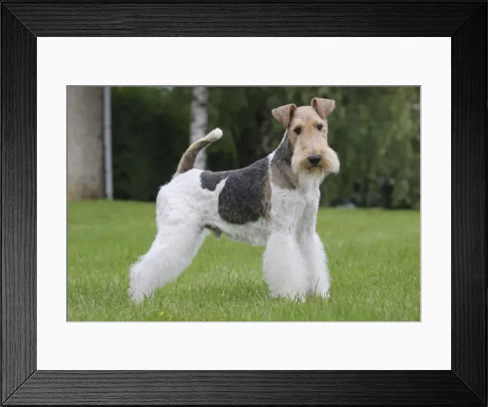Framed Print : Picture No. 11013911 Framed Print : Picture No. 11013911