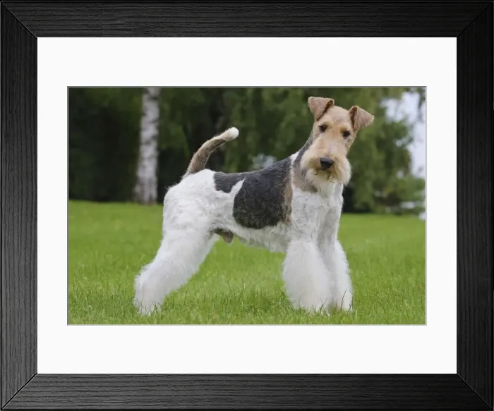 Framed Print : Picture No. 11013912 Framed Print : Picture No. 11013912