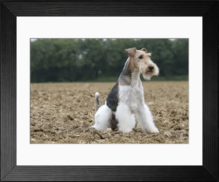 Framed Print : Picture No. 11013913 Framed Print : Picture No. 11013913