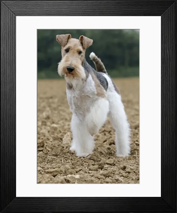 Framed Print : Picture No. 11013914