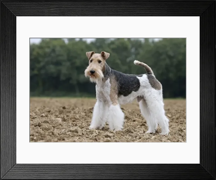 Framed Print : Picture No. 11013915