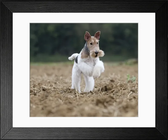 Framed Print : Picture No. 11013917 Framed Print : Picture No. 11013917