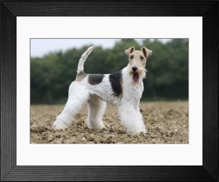 Framed Print : Picture No. 11013916