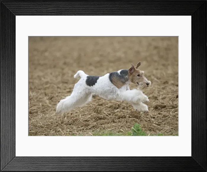 Framed Print : Picture No. 11013918 Framed Print : Picture No. 11013918