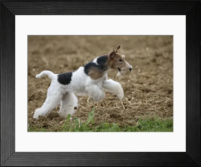 Framed Print : Picture No. 11013919 Framed Print : Picture No. 11013919