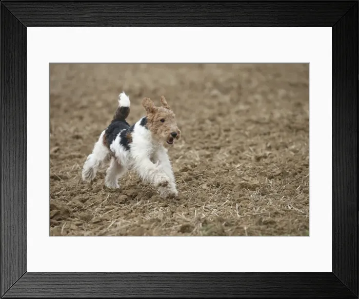 Framed Print : Picture No. 11013920