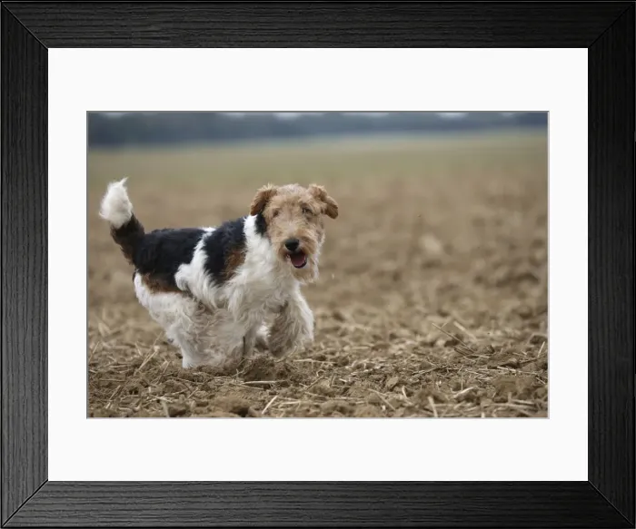 Framed Print : Picture No. 11013921 Framed Print : Picture No. 11013921