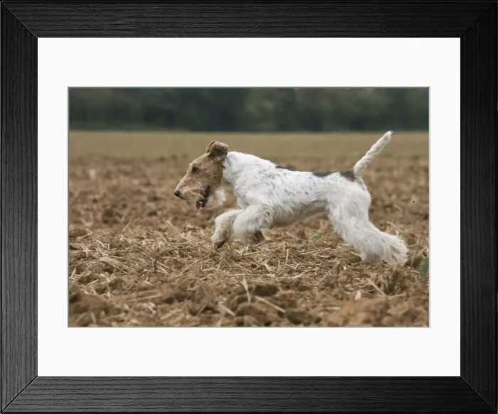 Framed Print : Picture No. 11013922 Framed Print : Picture No. 11013922