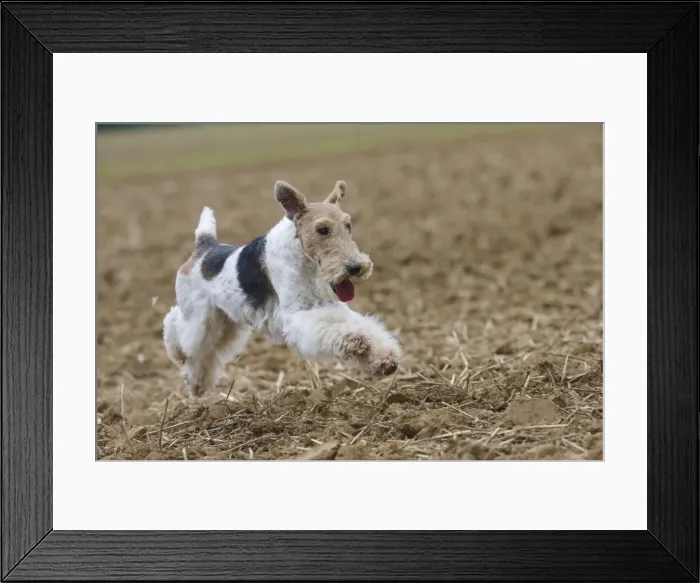 Framed Print : Picture No. 11013923
