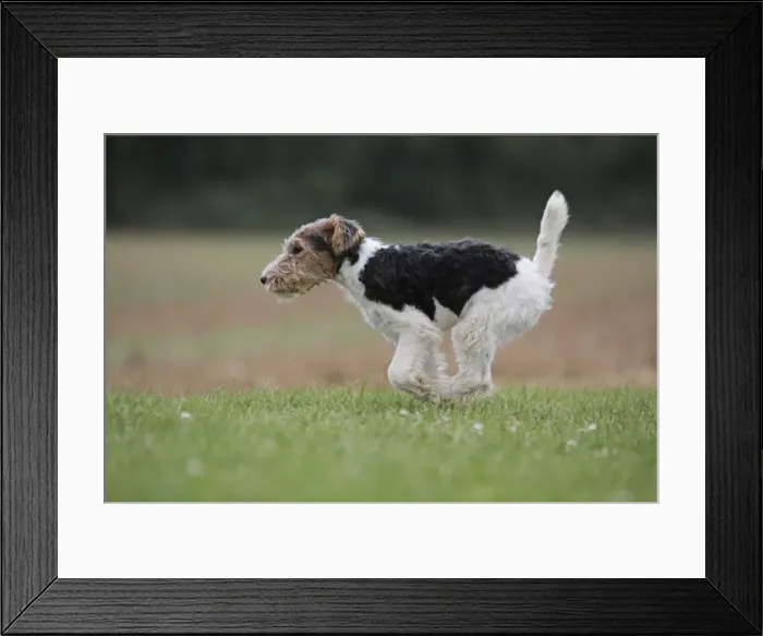 Framed Print : Picture No. 11013924
