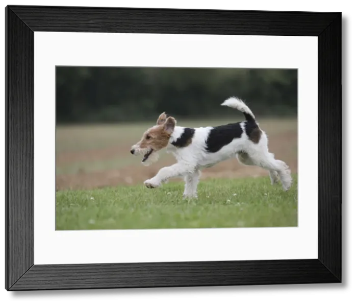Framed Print : Picture No. 11013926