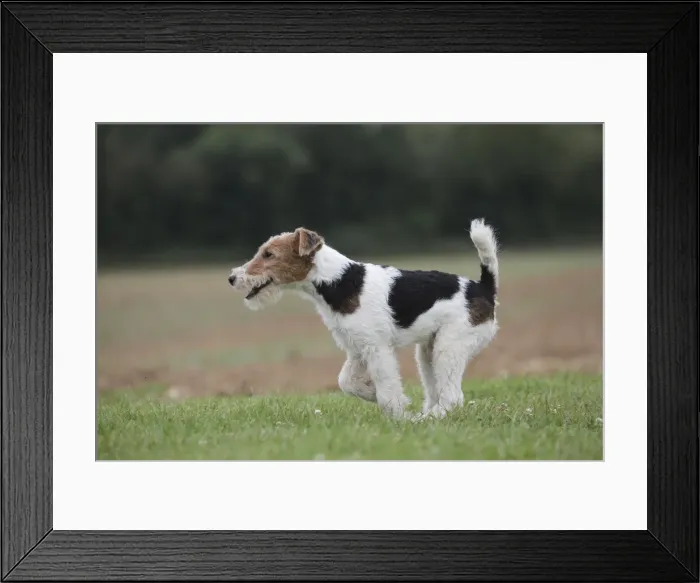Framed Print : Picture No. 11013927