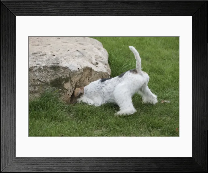 Framed Print : Picture No. 11013928 Framed Print : Picture No. 11013928
