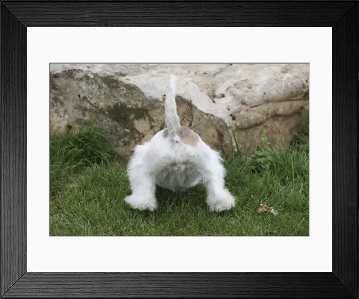Framed Print : Picture No. 11013929 Framed Print : Picture No. 11013929