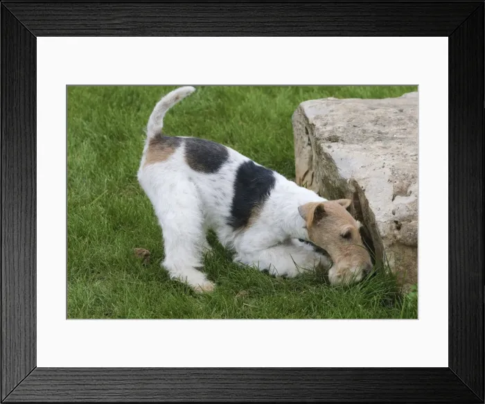 Framed Print : Picture No. 11013930