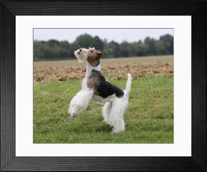 Framed Print : Picture No. 11013931