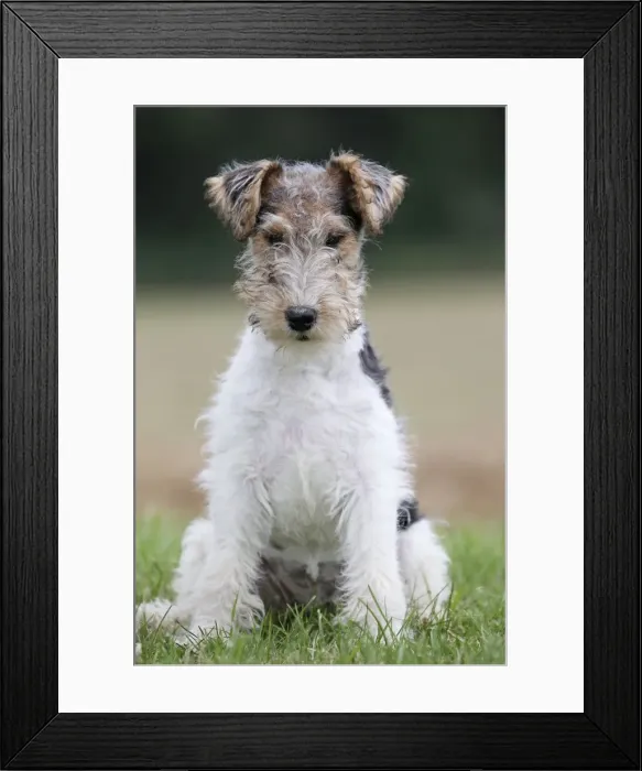 Framed Print : Picture No. 11013932 Framed Print : Picture No. 11013932