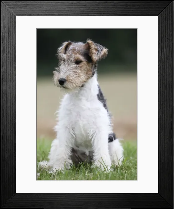 Framed Print : Picture No. 11013933 Framed Print : Picture No. 11013933