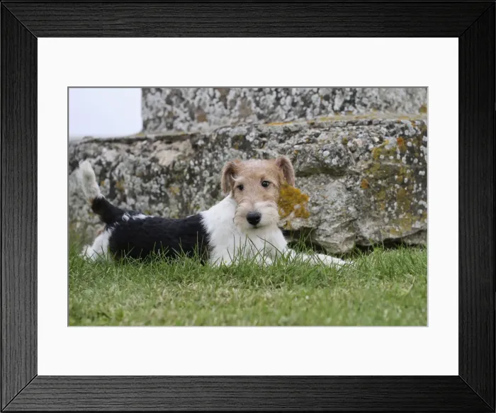 Framed Print : Picture No. 11013934